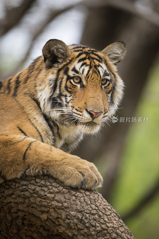 孟加拉虎(Panthera tigris tigris)在树上，野生动物拍摄